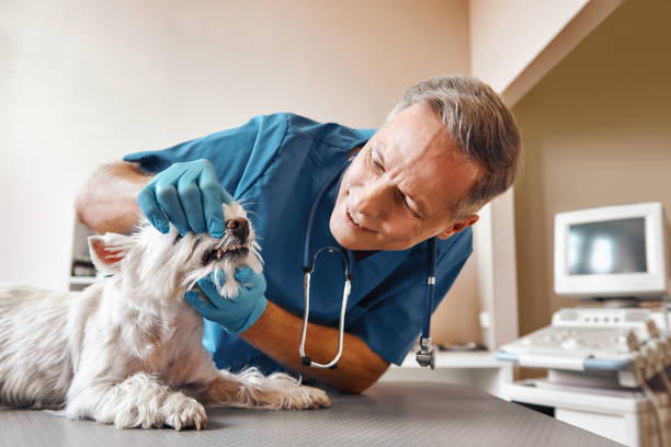  Bessemer, MI Emergency Dentist Pros